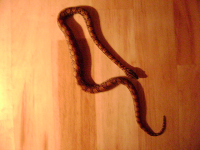 DSC01067.JPG