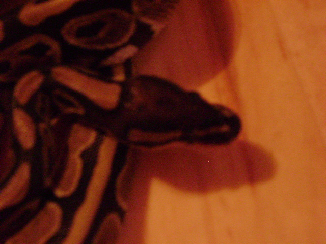 DSC01696.JPG